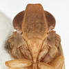 Head: (Observation).