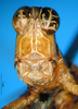 CollectionObject 1521395; fed78c2e-1964-49f5-b08c-913c7712c955: male, frontal view (lectotype). (CollectionObject).