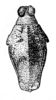 Paraspartolus curiosus Günther, 1939: Fig. 1. female head and pronotum, dorsal view. (Otu).