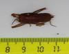 CollectionObject 1575861; 2189e54d-78c3-4ff8-b443-39fcd9981ad0: male, dorsal view (holotype). (CollectionObject).