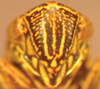 Head: !! display not done !! on Apogonalia mediolineata (Fowler, 1899): (Observation).