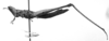 CollectionObject 1523567; MCZ 8732, f8514841-c1de-4d66-9998-ce61ff186557: Image Carbonell, C.S. female, lateral view (lectotype). (CollectionObject).