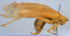 CollectionObject 1517004; 2b9d8f13-0491-4c88-b08b-52d71b7e028e: female, lateral view (holotype). (CollectionObject).