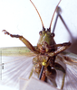 CollectionObject 1531397; c849ea2c-efb2-4e01-b410-5198dcfa3511: male frons (holotype). (CollectionObject).