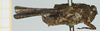 CollectionObject 1517993; 6e033e59-6a2b-47e9-a34a-f11c4343a50a, NHMUK10924559: male, lateral view (holotype of Tettix misera). (CollectionObject).