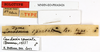 CollectionObject 1560914; 86784958-21d0-43b5-aa1a-ba2027c9d702: copyright MNHN, Paris. male, data labels (holotype). (CollectionObject).
