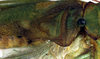 CollectionObject 1500559; d7f362d1-7eb5-4cb8-bbca-6e7b8427b0ec, DORSA BTgrasatS01: male stridulatory area (syntype). (CollectionObject).