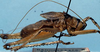 CollectionObject 1533122; 95482732-abc8-4f1c-a4f7-30ee2c9b5061, USNM 15051: male, lateral view (holotype). (CollectionObject).