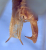 CollectionObject 1504235; e8bbbac7-b271-42c9-85d5-7b7ca0a221c3: male cerci (holotype). (CollectionObject).