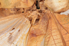 CollectionObject 1505723; 27ffbcd4-93cb-4900-9837-2677ce18f56c: male, dorsal view (syntype). (CollectionObject).