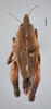 CollectionObject 1477320; 10133c66-3f83-4933-b6ca-e3ecd92f423b, MZLU167526, Type no. 4846:2: female (holotype), dorsal view. (CollectionObject).