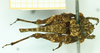 CollectionObject 1532635; 9bea3da5-4e50-4822-bd94-9d8733141588: female, dorsal view (holotype). (CollectionObject).