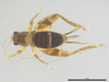 CollectionObject 2072277; 7c367b11-13ea-4ee8-b20b-6689d846b72b: Female, dorsal view. (CollectionObject).