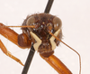 CollectionObject 1523746; 7b3cdb95-23d3-442c-af9d-6fe7c04ba3c7: male, frontal head (holotype). (CollectionObject).
