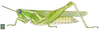 Anthermus granosus Stål, 1878: Page 141, Figure 1. female habitus. (Otu).