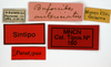 CollectionObject 1567872; 44ae025e-fecc-499b-a4d6-d2d6aaf79477: labels (paralectotype). (CollectionObject).