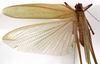 CollectionObject 1529804; d6c5628f-e08a-47a3-afa6-33428ca07f41: female, dorsal view (holotype). (CollectionObject).