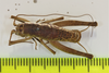 CollectionObject 1565389; f979c45a-6910-4a0e-90d6-36a6c301d586: male, dorsal view (holotype). (CollectionObject).