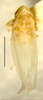Habitus, dorsal view on Erythridula parsonsi (Hepner, 1976): Habitus (holotype of E. enatoides Hepner, INHS collection). (Observation).
