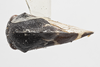 Habitus, dorsal view on Cyrtolobus ovatus Van Duzee, 1908: (Observation).