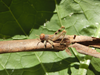 FieldOccurrence 357; cc7b9d29-015d-4953-8e5c-b197dfa9c16d; Tanzania
Lake Chala area, eastern slopes Mount Kilimanjaro, 2016/08/17: nymph. (FieldOccurrence).