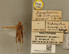 CollectionObject 1586923; e1fb3dd2-1861-408e-bfea-27145d0ed085: female, dorsal view, labels (paratype). (CollectionObject).