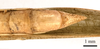 CollectionObject 1538219; 5884eb50-cf75-4c3d-82f3-91c474465706: male tip of abdomen, ventral view (holotype). (CollectionObject).