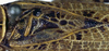 CollectionObject 1532090; c4e8c4e4-1d45-4a6c-9dbb-43662e57cb4a: male stridulatory apparatus (holotype). (CollectionObject).