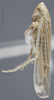 Habitus, lateral view: !! display not done !! on Dalbulus elimatus (Ball, 1900): Lateral. (Observation).