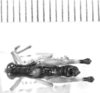 CollectionObject 1524294; 4163aa57-4505-4665-8f73-5abed99d9499: male, dorsal view (holotype). (CollectionObject).