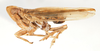Habitus, lateral view: !! display not done !! on Stenocranus (Stenocranus) minutus (Fabricius, 1787): (Observation).