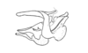 Abracris dilecta Walker, 1870: Fig. 2H. phallus, lateral view. (Otu).