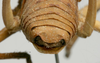 CollectionObject 1535053; c501808f-fc30-453a-bf47-5b87737d3b1a: male cerci (syntype). (CollectionObject).