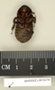 CollectionObject 1573076; ff6798ad-0980-425d-9c65-a8d570b1677d: Copyright Natural History Museum, London. Non-type (adult male) in BM(NH). Ventral view. (CollectionObject).