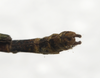 CollectionObject 1576322; SPM SP/EPH/00818&820, 93f4a416-9f6b-4e0c-b84d-39fd9ad8bbc9: copyright SPM, Kinabalu. male: end of abdomen, dorsal view (paratype). (CollectionObject).