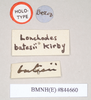 CollectionObject 1559776; a9816998-9d6f-433a-9811-dc1e868777d9, NHMUK(SF IMPORT DUPLICATE) 844660: copyright Natural History Museum, London. female, data labels (holotype). (CollectionObject).