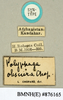 CollectionObject 1573050; NHMUK(SF IMPORT DUPLICATE) BMNH(E) 876170', 76026a30-ee67-47a2-afc5-9bda02fe820e: Copyright Natural History Museum, London. Labels from syntype (female) in BM(NH). (CollectionObject).