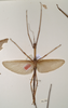 CollectionObject 1558982; a2667a89-712a-4ba6-8f36-842bc936eedf: copyright OUMNH. male (syntype). (CollectionObject).