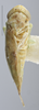 Habitus, dorsal view: !! display not done !! on Hebata (Hebata) fabalis (DeLong, 1930): (Observation).