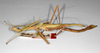 CollectionObject 1558428; 422080b7-dbed-4c79-985f-ff7f31ace417: copyright MNHU, Berlin. female, lateral view (syntype). (CollectionObject).;CollectionObject 1558429; 33a8bc7e-ff9e-4ab1-a245-de2b3d4f57d2: copyright MNHU, Berlin. female, lateral view (syntype). (CollectionObject).