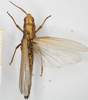 CollectionObject 1581312; b82e09b1-74d4-4b48-87f6-5709a98ac2c5, NHMUK10924578: female, dorsal view. (CollectionObject).