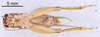 CollectionObject 1522872; 9d8e9ec4-2e14-4260-8f3b-e77e9ca1dd8e: Male, ventral view (holotype). (CollectionObject).