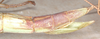 CollectionObject 1562294; 8e0c4761-6a15-42d6-85a9-9595c8d4c662: copyright MVMA, Melbourne. female: end of abdomen, lateral view (probable syntype). (CollectionObject).