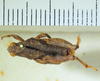 CollectionObject 1498692; 66c7d17b-c0e7-4003-bd27-74045187e68d: male, dorsal view. (CollectionObject).