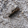 Allocapnia granulata (Claassen, 1924): Pair in copulo. IN, Milltown, Blue River, Feb. 2009. (Otu).