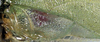 CollectionObject 1517511; cac4caa4-1368-4d8b-b6b7-9ef672b0ce47: stridulatory area of right tegmen (holotype of Orophus decisus). (CollectionObject).