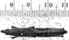 CollectionObject 1567379; 3cfb6bcc-ac91-42fb-9c73-9f0487e4ebe5: Image, Carbonell, C.S. female, dorsal view (paralectotype). (CollectionObject).