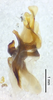 CollectionObject 1523763; fc9bd22e-deea-4046-8659-3b75f0d95a18: male genitalia, lateral view (holotype). (CollectionObject).