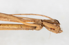 CollectionObject 1560427; bd11896f-e498-42f1-b959-c44f7049a332: copyright NMW, Vienna. male: head & thorax, lateral view (syntype). (CollectionObject).;CollectionObject 1560428; e38535f2-096d-42a7-90c9-05a46b40f72a: copyright NMW, Vienna. male: head & thorax, lateral view (syntype). (CollectionObject).