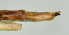CollectionObject 1557506; 62e2d0ab-811f-4025-a83a-6af446a3af7b: copyright USNM, Washington. female: end of abdomen, ventral view (holotype). (CollectionObject).